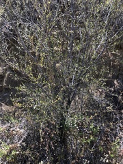 Ceanothus tomentosus olivaceus