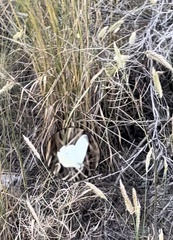 Pieris rapae