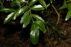 Wilkiea macrophylla