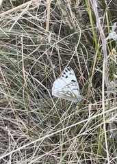 Pontia occidentalis