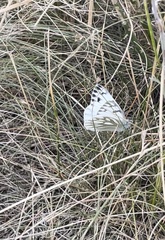 Pontia occidentalis