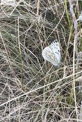 Pontia occidentalis