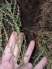 Artemisia campestris