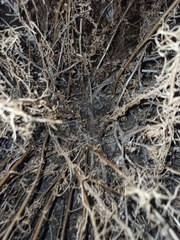 Artemisia campestris