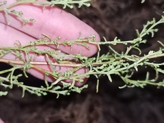 Artemisia campestris