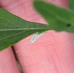 Plutella porrectella