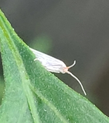 Plutella porrectella