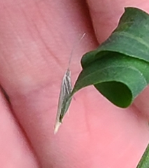 Plutella porrectella