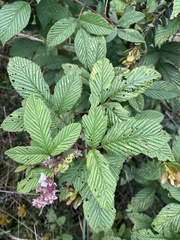 Rubus megalococcus