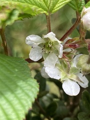 Rubus megalococcus