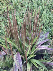 Plantago subnuda