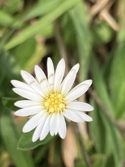 Noticastrum marginatum