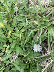 Noticastrum marginatum