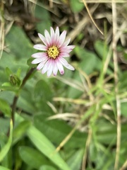 Noticastrum marginatum