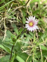 Noticastrum marginatum