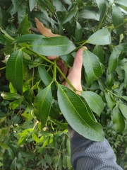 Garcinia brasiliensis