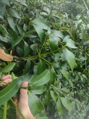 Garcinia brasiliensis