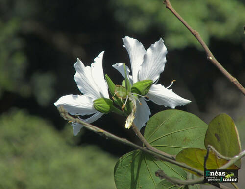 Bauhinia variegata