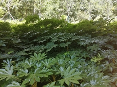 Fatsia japonica