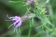 Liatris hirsuta