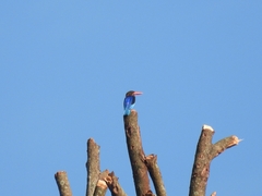 Halcyon cyanoventris