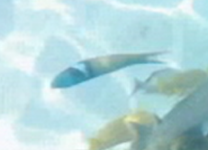 Thalassoma bifasciatum