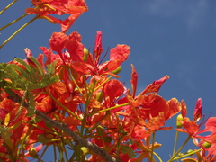 Delonix regia regia