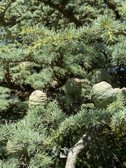 Cedrus libani