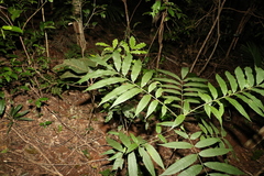 Dysoxylum rufum