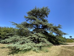 Cedrus libani