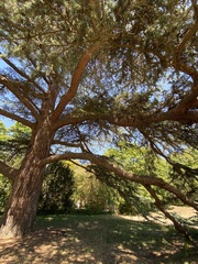 Cedrus libani
