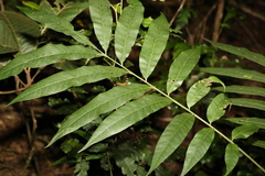 Dysoxylum rufum