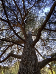 Cedrus libani