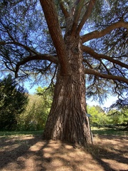 Cedrus libani