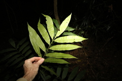 Dysoxylum rufum