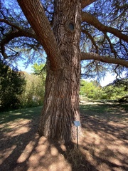 Cedrus libani