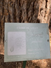 Cedrus libani