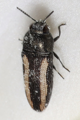 Acmaeodera cazieri