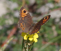 Lasiommata petropolitana