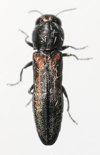 Agrilus asperulus · iNaturalist