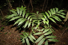 Dysoxylum rufum