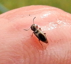 Salpingidae