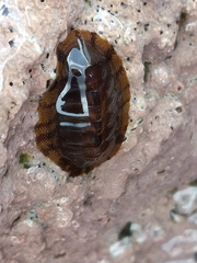 Chiton marmoratus