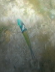 Thalassoma bifasciatum