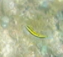 Halichoeres maculipinna