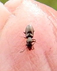 Salpingidae