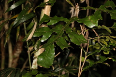 Stenocarpus sinuatus