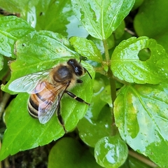 Apis mellifera