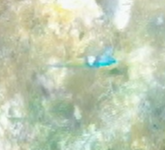 Thalassoma bifasciatum