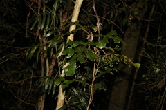 Stenocarpus sinuatus